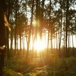 Foret des landes Pins et fougères